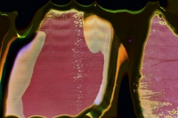 https://www.flashcameraproject.com/files/dimgs/thumb_0x200_1_8_232.jpg