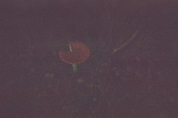 https://www.flashcameraproject.com/files/gimgs/th-12_000030160006.jpg