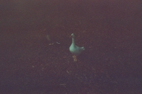 https://www.flashcameraproject.com/files/gimgs/th-12_000030160020.jpg