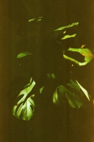 https://www.flashcameraproject.com/files/gimgs/th-16_000055770006.jpg
