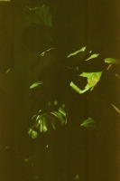 https://www.flashcameraproject.com/files/gimgs/th-16_000055770007.jpg