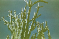 https://www.flashcameraproject.com/files/gimgs/th-24_000012550001.jpg