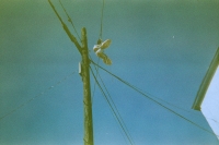 https://www.flashcameraproject.com/files/gimgs/th-24_000012550005.jpg