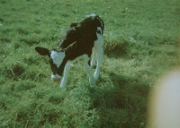 https://www.flashcameraproject.com/files/gimgs/th-26_calf.jpg