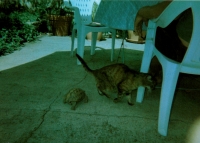 https://www.flashcameraproject.com/files/gimgs/th-26_minette-et-sprinter.jpg