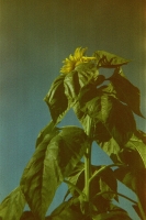 https://www.flashcameraproject.com/files/gimgs/th-31_000033960007.jpg