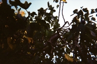 https://www.flashcameraproject.com/files/gimgs/th-36_000064380003.jpg