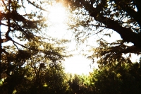 https://www.flashcameraproject.com/files/gimgs/th-36_000064380014.jpg