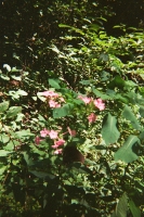 https://www.flashcameraproject.com/files/gimgs/th-44_000033920012.jpg
