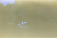 https://www.flashcameraproject.com/files/gimgs/th-46_000097520004.jpg