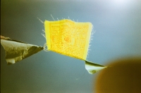 https://www.flashcameraproject.com/files/gimgs/th-6_000012580009.jpg
